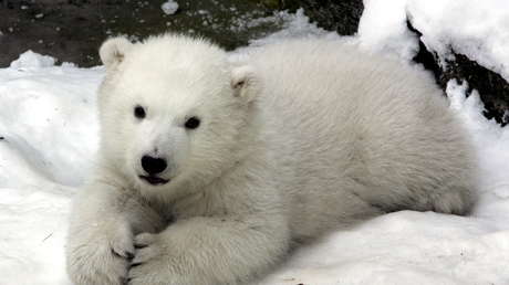 Una cachorra de oso polar de un zoológico experimenta la nieve por primera vez y conmueve a la Red (VIDEO)