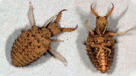 "Como un truco de magia": un insecto finge que está muerto durante más de una hora para evitar que se lo coman