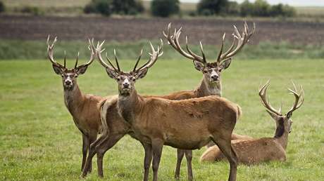 VIDEO: Una manada de ciervos salta sobre un BMW en plena marcha