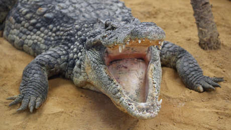 VIDEO: Un reportero ahuyenta a un cocodrilo de casi cinco metros con gestos y un palo