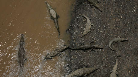 La Policía sudafricana emprende una búsqueda masiva de cocodrilos que se fugaron de una granja