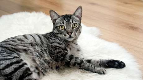 "Estoy muy decepcionada": Enseña a 'hablar' a su gata y esta se queja de la música que escucha (VIDEO)