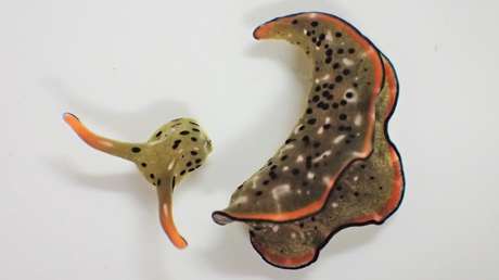 VIDEO: Detectan un animal que puede regenerar todo su cuerpo tras desprender voluntariamente la cabeza