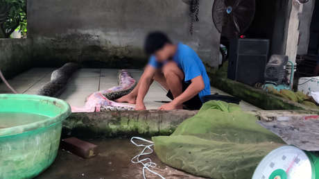 Granja peletera infla con aire comprimido a pitones hasta matarlas para vender su piel exótica a grandes casas de moda