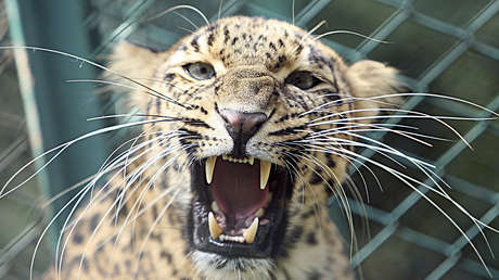 VIDEOS: Momento en el que un leopardo se abalanza sobre un rescatista después de atacar a varias personas en una casa en la India