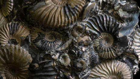 Descubren que el aumento de los depredadores marinos revolucionó la vida oceánica de forma tan drástica como las extinciones masivas