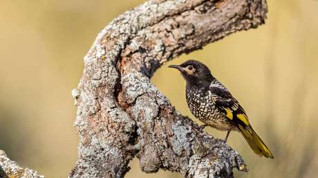 Una especie endémica de pájaros australianos 'olvida la letra' de su canto
