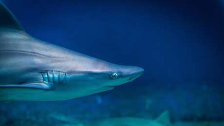 Un tiburón águila 'con alas' se deslizaba por los mares de México hace 93 millones de años (FOTOS)