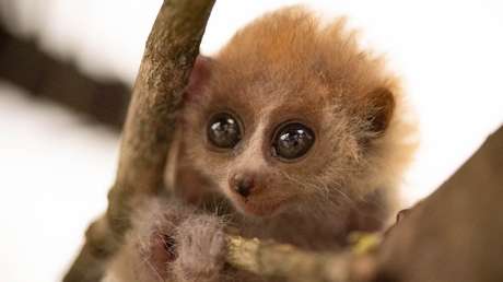Un zoo de EE.UU. muestra las tiernas fotos de un raro mono pigmeo recién nacido