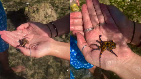 VIDEO: Una 'tiktoker' juega con un pequeño pulpo y "llora 3 horas" al descubrir que es uno de los animales más peligrosos del mundo