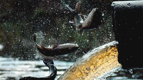 VIDEO: Captan la fuga perfecta de un pez que escapa de un contenedor y salta por varios metros fuera del agua hasta un drenaje