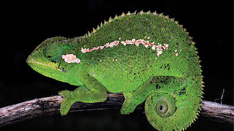 Descubren una nueva especie de camaleón endémico de las montañas centrales de Etiopía