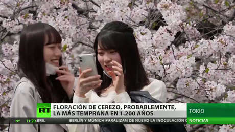 Japón registra su floración de cerezos más temprana en siglos