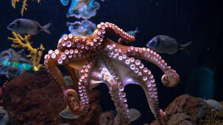 VIDEO: Captan el momento en que un pulpo se lanza contra un hombre y su hija en Australia