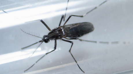 Las especies invasoras han causado daños económicos de casi 1,3 billones de dólares al mundo