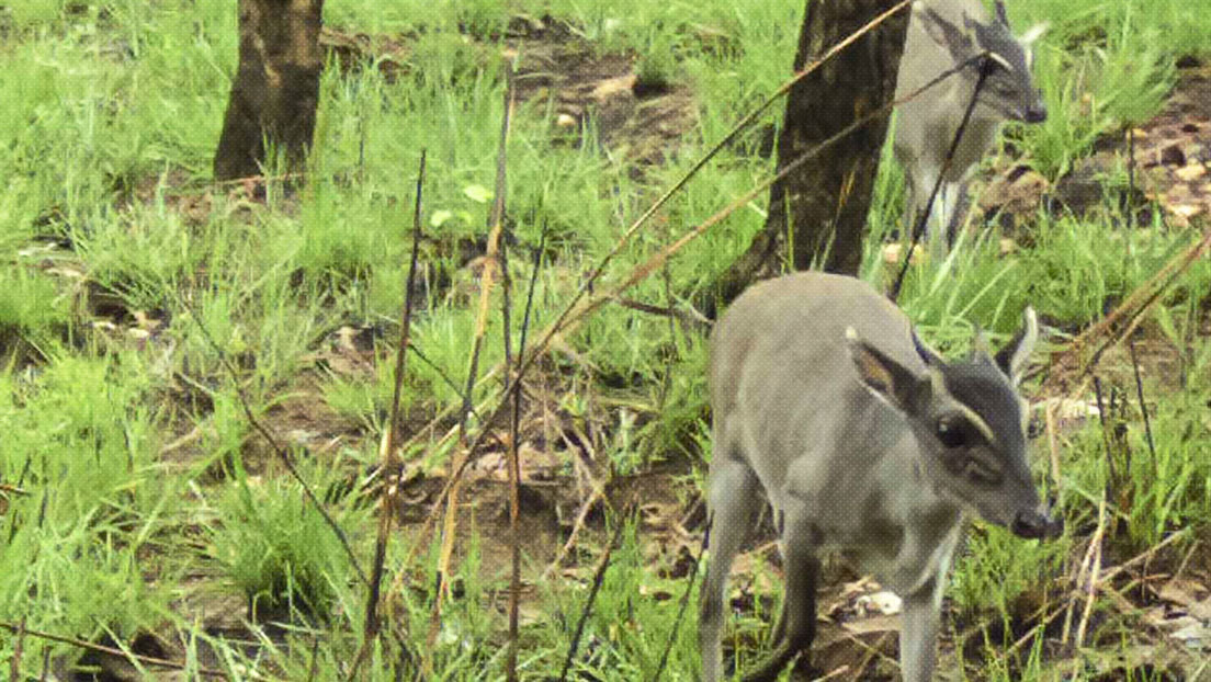 Graban por primera vez en la naturaleza a un raro antílope en África (FOTO)