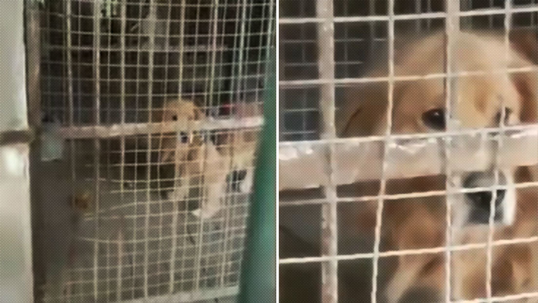 A un zoo chino le llueven críticas por hacer pasar un golden retriever por un león africano (FOTOS, VIDEO)