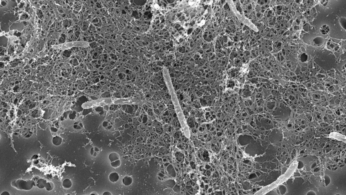 Descubren en una mina de oro microbios que se alimentan de desechos radioactivos y que no han evolucionado en 175 millones de años