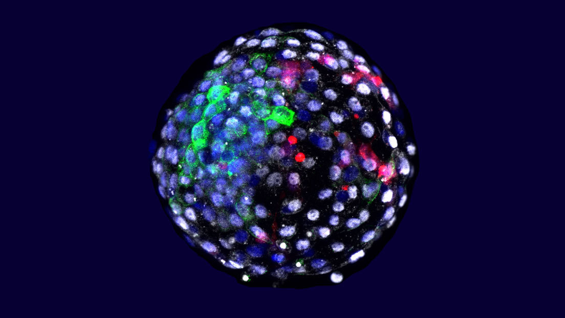 Crean por primera vez embriones quiméricos de mono y humano y los mantienen vivos por 19 días