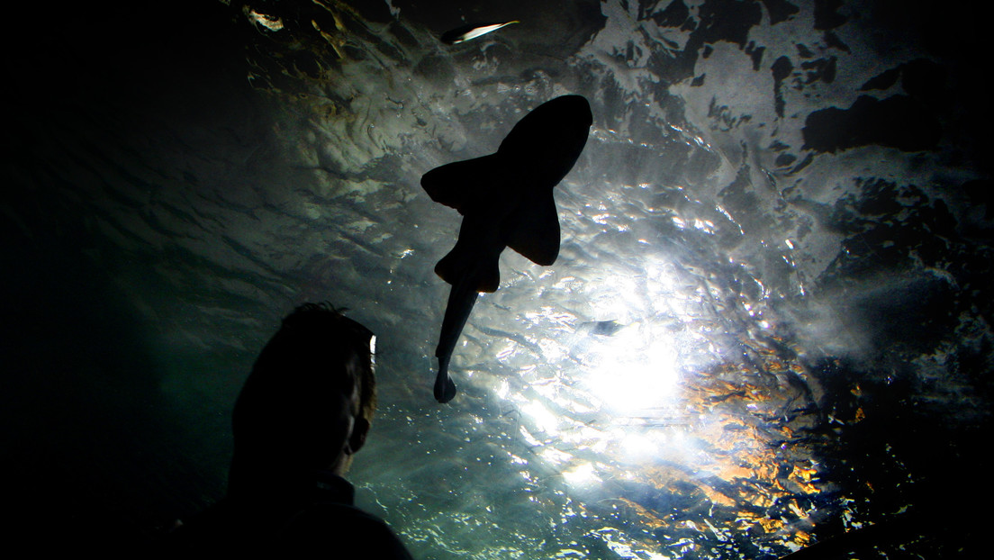 VIDEO: Un tiburón acecha a un cocodrilo en una playa australiana