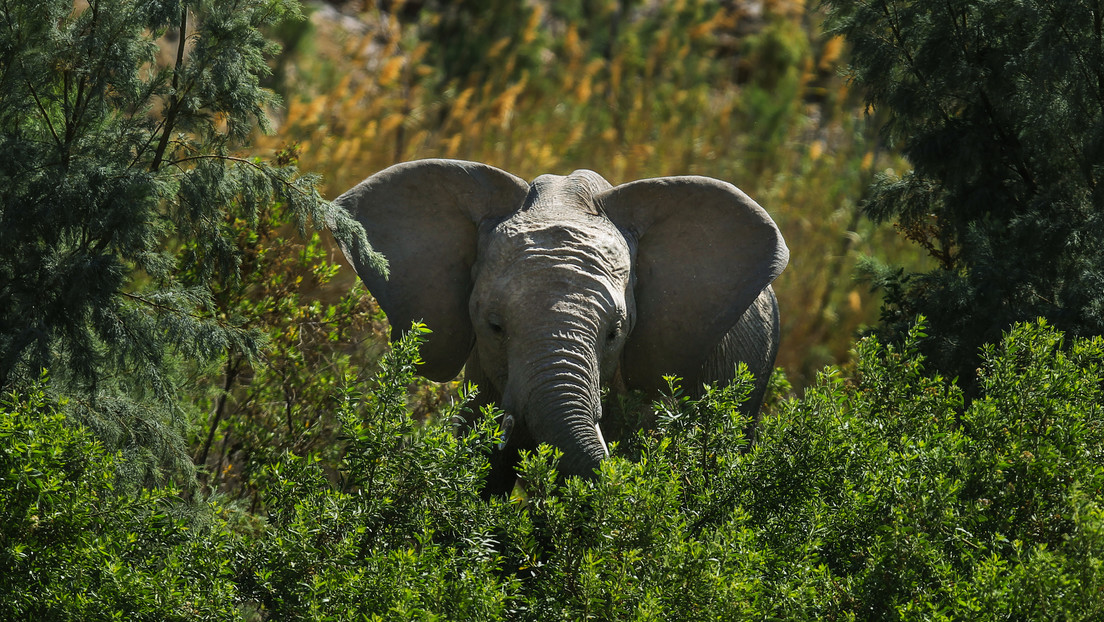 Un cazador furtivo es pisoteado hasta la muerte por una manada de elefantes mientras trataba de huir de los guardabosques