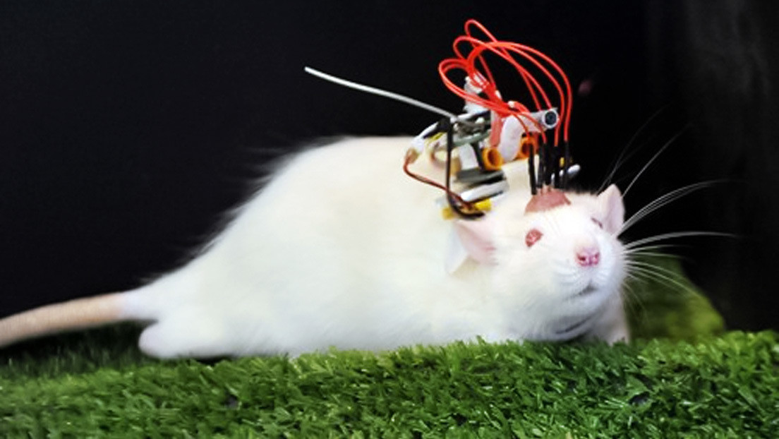 China presenta su primer chip inalámbrico de interfaz cerebro-computadora para animales que puede superar a dispositivos extranjeros similares