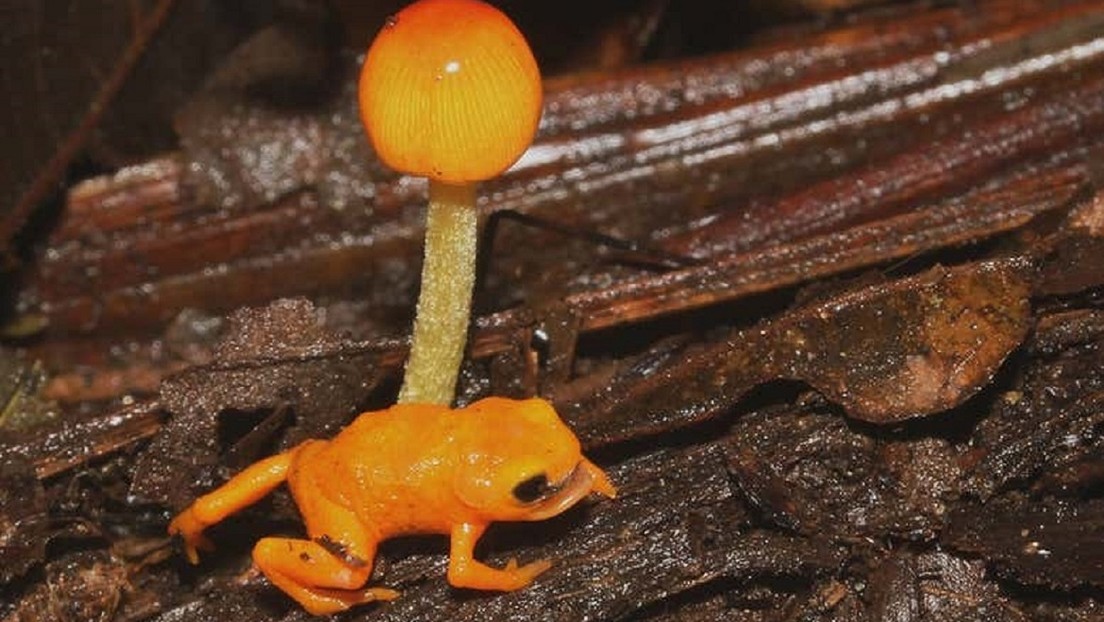 Descubren una nueva especie de rana diminuta que resplandece
