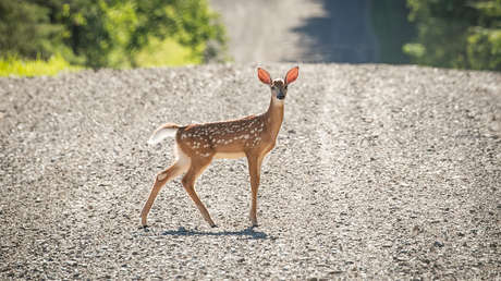 VIDEO: Un ciervo choca contra un bus escolar, rompe el parabrisas y aterriza sobre un estudiante dormido