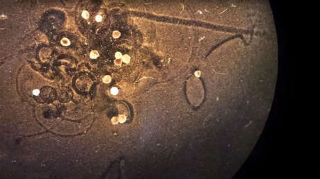 Científicos crean una nueva generación de 'robots vivientes' que pueden curarse a sí mismos y registrar recuerdos