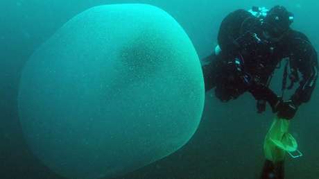 Misteriosas esferas gelatinosas en la costa de Noruega contienen embriones de calamar