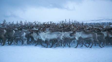 VIDEO: Renos se mueven en círculos en un 'trance hipnótico'
