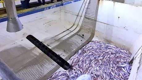 Algas nocivas provocan la muerte de millones de salmones y generan una catástrofe ambiental en Chile