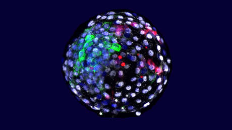 Crean por primera vez embriones quiméricos de mono y humano y los mantienen vivos por 19 días