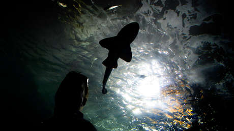 VIDEO: Un tiburón acecha a un cocodrilo en una playa australiana