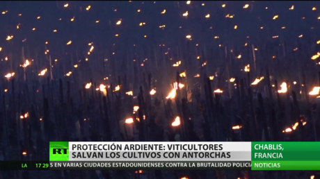 Protección ardiente: viticultores franceses salvan los cultivos con antorchas