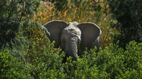 Un cazador furtivo es pisoteado hasta la muerte por una manada de elefantes mientras trataba de huir de los guardabosques