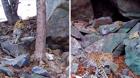 VIDEO: Captan en cámara una cita amorosa de dos leopardos en el Lejano Oriente ruso