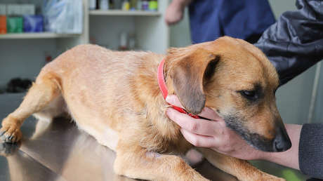 Investigan a dos veterinarios en Chile por aplicar vacunas para perros a 100 personas bajo el falso argumento de que combatían el covid-19