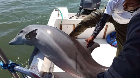 VIDEO: El momento en que liberan a un delfín con redes de pesca enredadas en su aleta