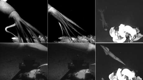 VIDEO: Científicos graban al animal con los ojos más grandes que asustaba a los navegantes de la Grecia Antigua