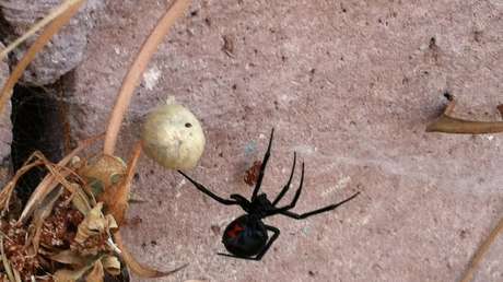 Descubren que las viudas negras hembra devoran a su pareja incluso antes de terminar de aparearse