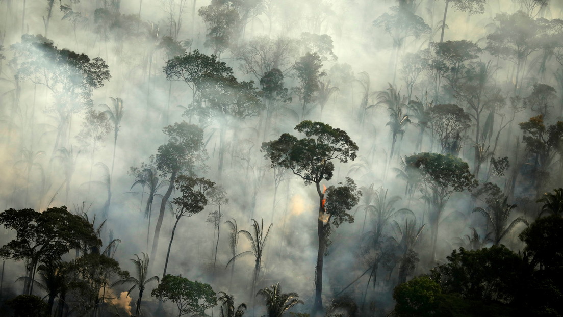 La selva amazónica emitió más dióxido de carbono del que absorbió durante la última década