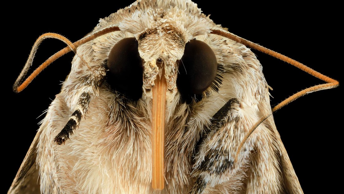 FOTOS: Hallan en Australia una polilla gigante, de las más pesadas del mundo y muy difícil de ver