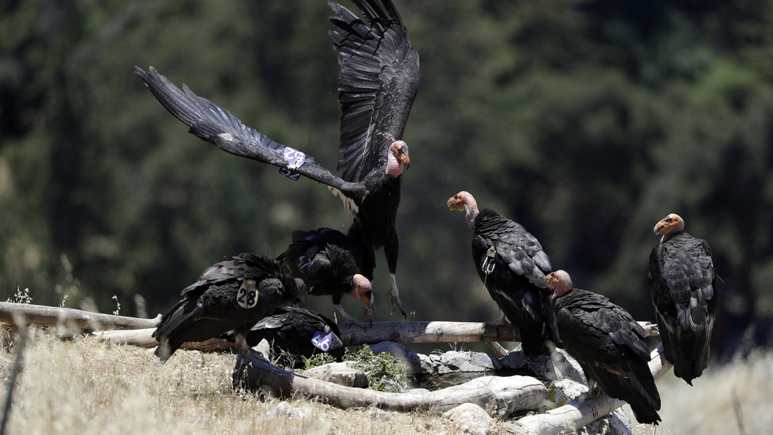 FOTOS: Una bandada de cóndores en extinción invade una casa en California, hace destrozos y se niega a irse