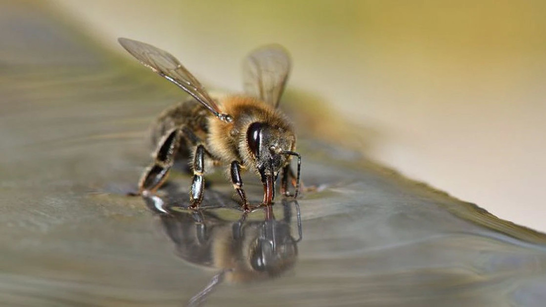 Abejas aprenden a detectar en unos segundos a infectados con coronavirus con un alto grado de fiabilidad