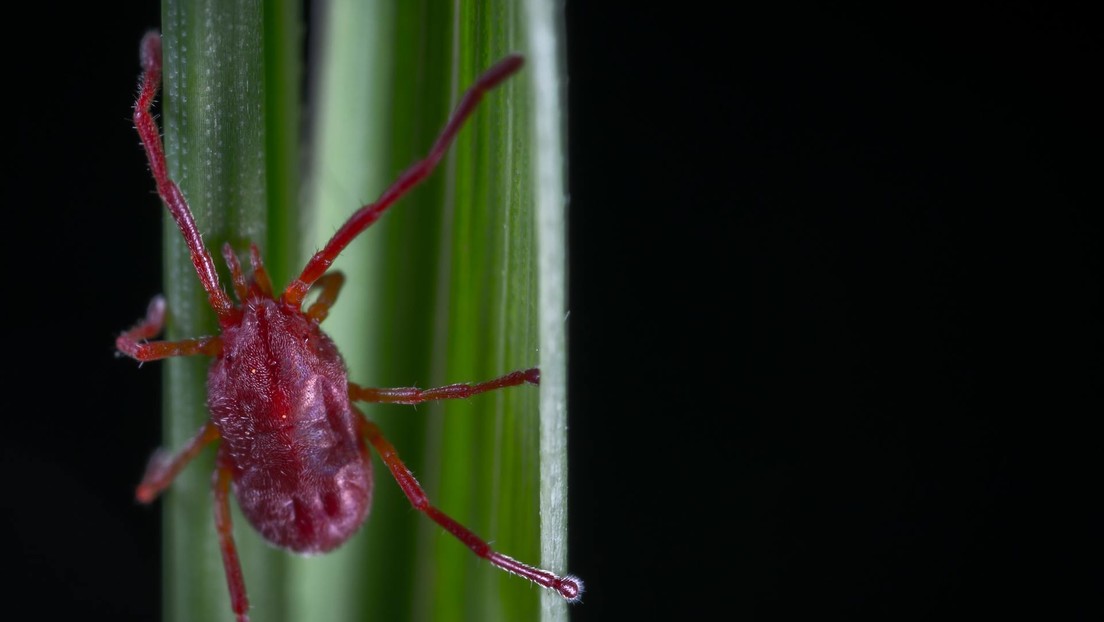 Un hombre contrae tres enfermedades distintas por una sola picadura de garrapata