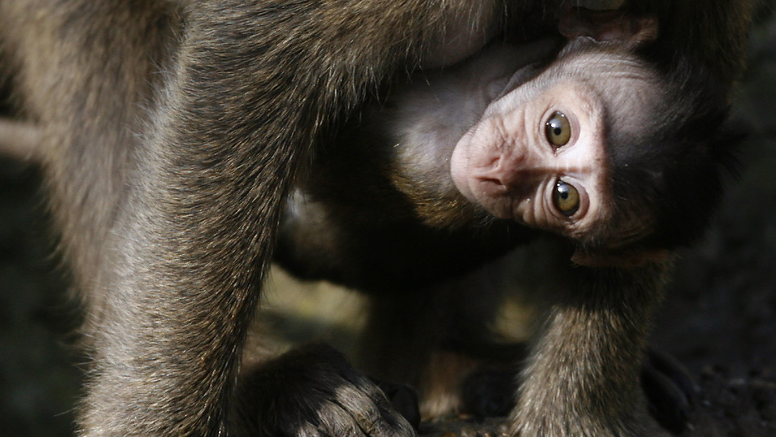 Los laboratorios chinos se quedan sin monos