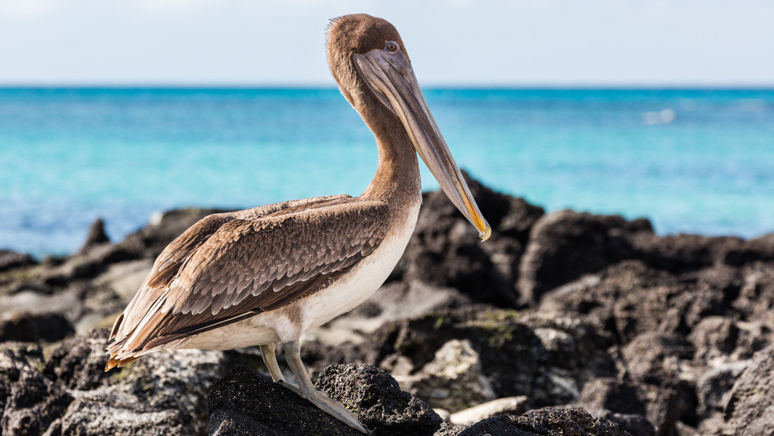 Leonardo DiCaprio y organizaciones ambientalistas destinarán 43 millones de dólares a restaurar el ecosistema de las Islas Galápagos