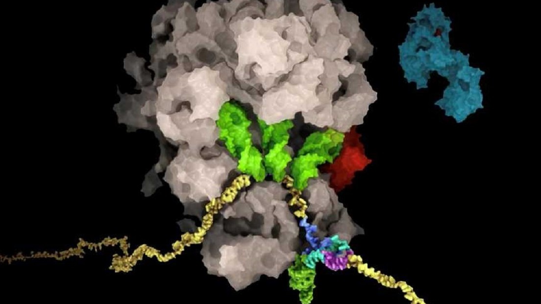 Encuentran "el talón de Aquiles del coronavirus", que permitiría reducir la replicación viral en las células infectadas