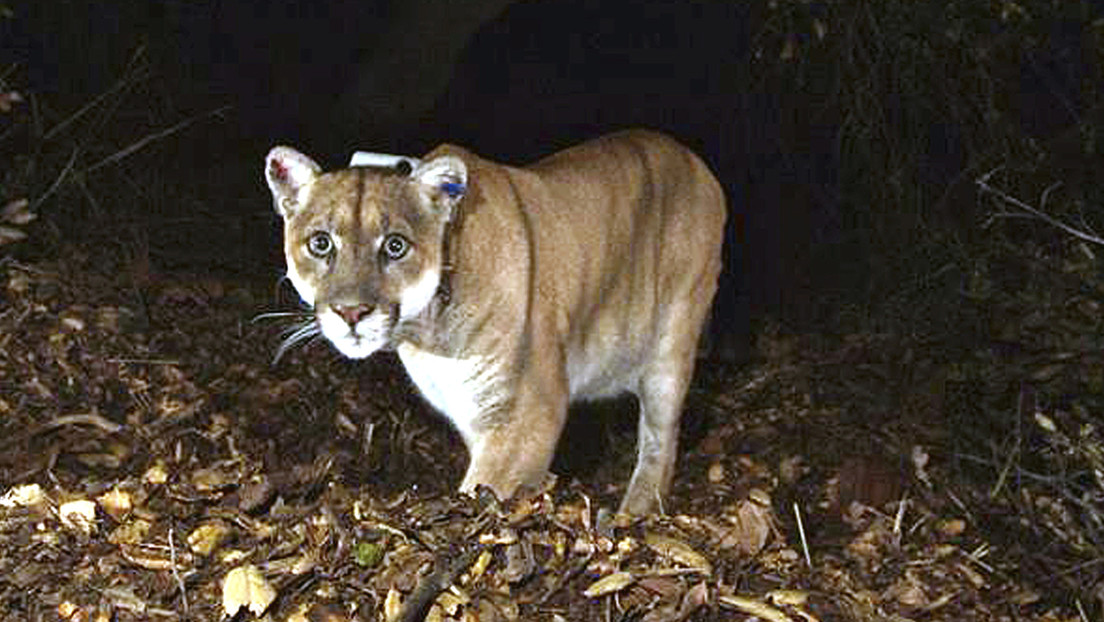 VIDEO: Captan a un puma deambulando por las calles de San Francisco